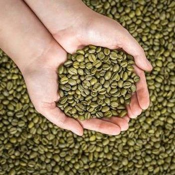 Arabica Green Coffee Beans Coffee Variety Mixed Varieties (Mainly Linea S795) - PT Cipta Tunggal Agronusa - Indonesia